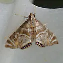 Santa Fe Petrophila - Hodges#4778 - photo 4