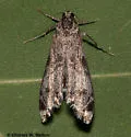 Schaeffer's Petrophila - Hodges#4784 - photo 2