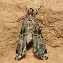 Schaeffer's Petrophila - Hodges#4784 - photo 3