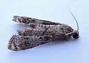 Schaeffer's Petrophila - Hodges#4784 - photo 4
