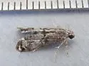 Schaeffer's Petrophila - Hodges#4784 - photo 5