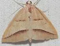 Common Petrophora Moth - Hodges#6803