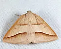 Common Petrophora Moth - Hodges#6803 - photo 2