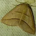 Common Petrophora Moth - Hodges#6803 - photo 3