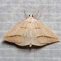 Common Petrophora Moth - Hodges#6803 - photo 4