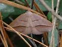 Common Petrophora Moth - Hodges#6803 - photo 5