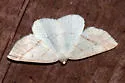 Northern Petrophora - Hodges#6804 - photo 2