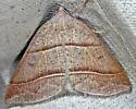 Northern Petrophora - Hodges#6804 - photo 3