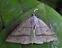 Northern Petrophora - Hodges#6804 - photo 4