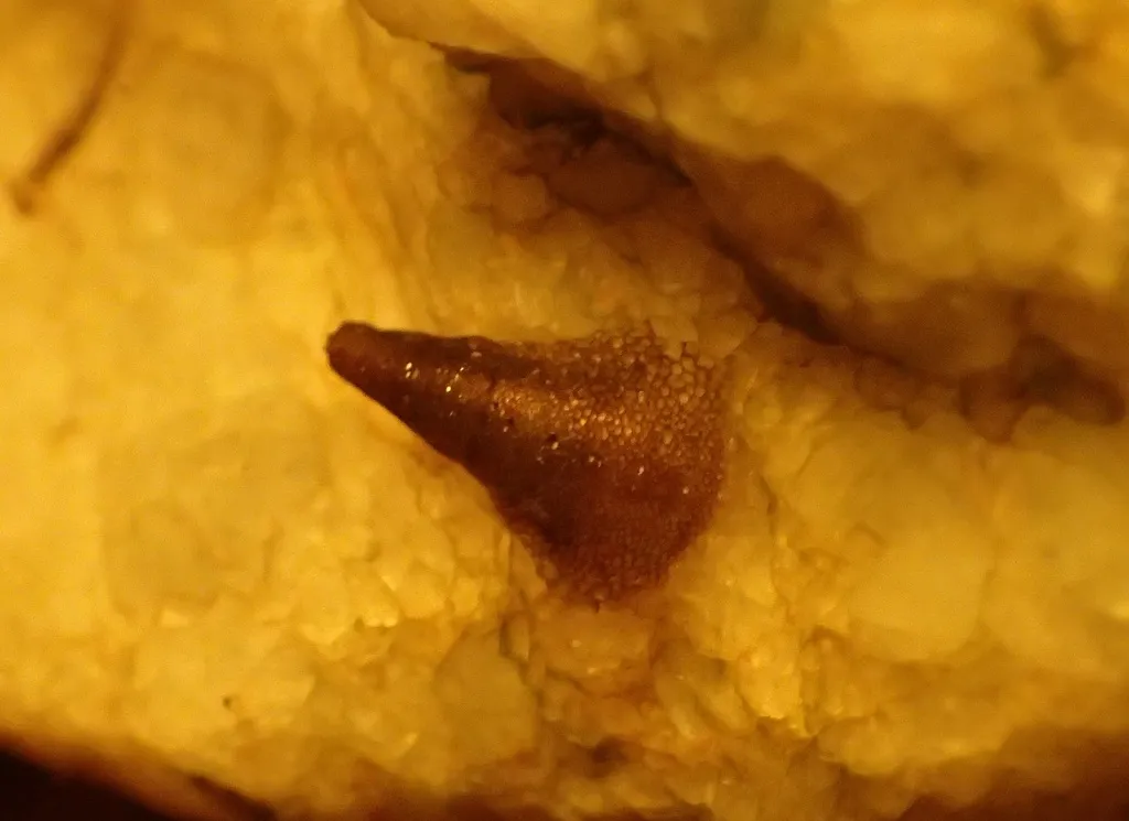 Limpet Caddisflies - photo 2