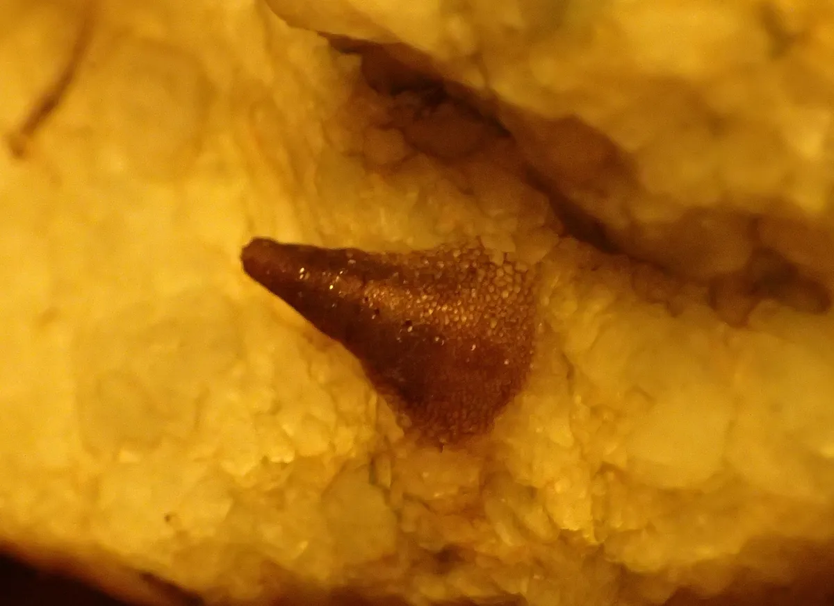 Limpet Caddisflies - photo 3