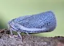 Sea Grape Flatid