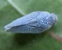 Sea Grape Flatid - photo 2