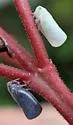 Sea Grape Flatid - photo 3