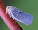 Sea Grape Flatid - photo 4