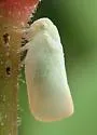 Sea Grape Flatid - photo 5