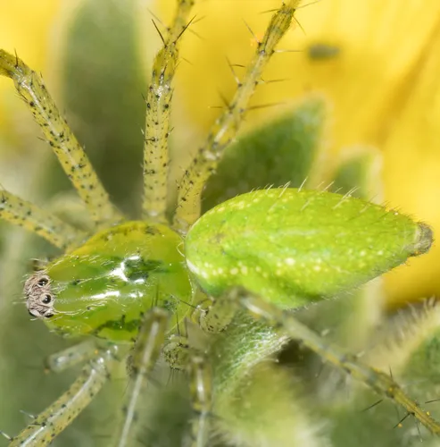 Lesser Green Lynx Spider