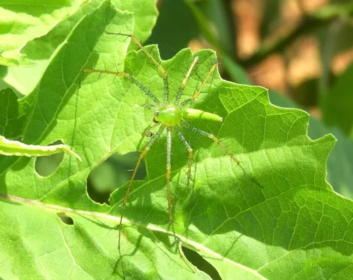 Lesser Green Lynx Spider - photo 4
