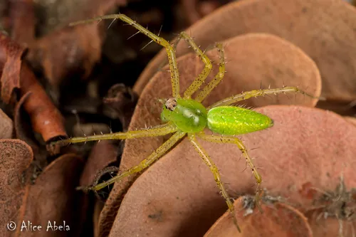 Lesser Green Lynx Spider - photo 5