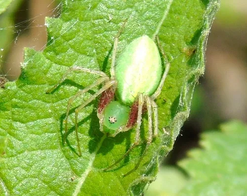 Lesser Green Lynx Spider - photo 6