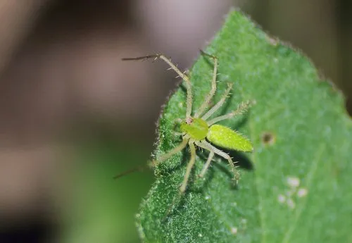 Lesser Green Lynx Spider - photo 7