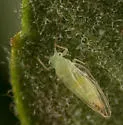 Pexopsylla cercocarpi - photo 3