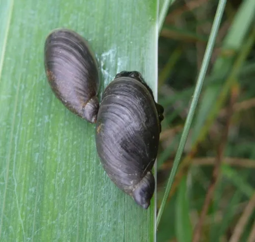Pfeiffer's Amber Snail