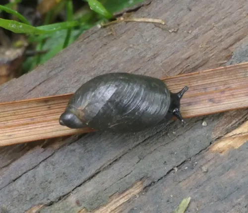 Pfeiffer's Amber Snail - photo 2
