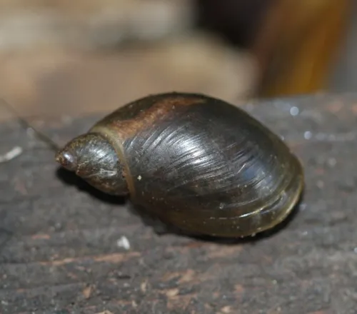 Pfeiffer's Amber Snail - photo 3