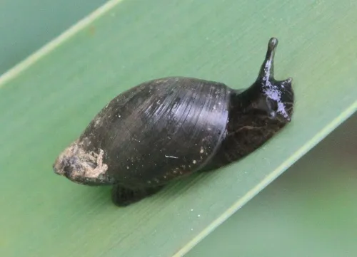 Pfeiffer's Amber Snail - photo 4