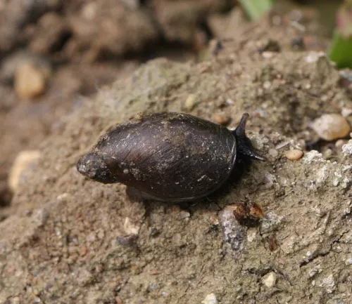 Pfeiffer's Amber Snail - photo 5