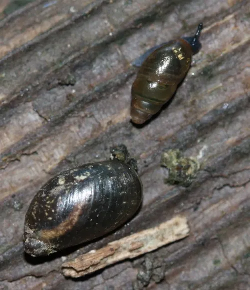 Pfeiffer's Amber Snail - photo 6