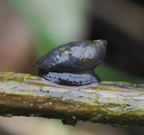 Pfeiffer's Amber Snail - photo 7