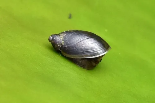 Pfeiffer's Amber Snail - photo 8