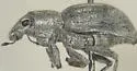 Phacepholis candidus - photo 3