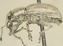 Phacepholis planitiatus