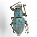 Phacepholis viridis