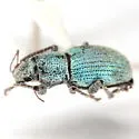 Phacepholis viridis - photo 2