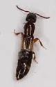 Phacophallus pallidipennis