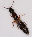 Phacophallus pallidipennis - photo 2