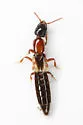 Phacophallus pallidipennis - photo 4