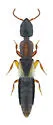 Phacophallus pallidipennis - photo 5