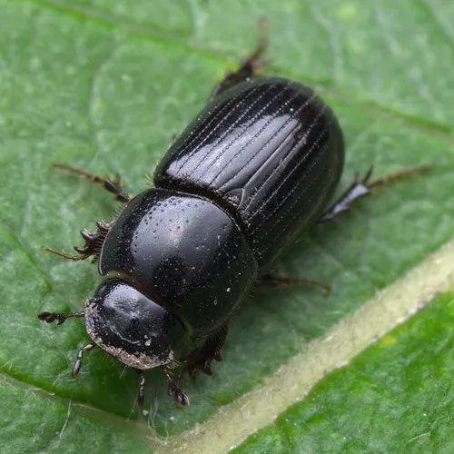 Phaeaphodius rectus - Phaeaphodius rectus