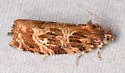 Macramé Moth - Hodges#2771