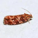 Macramé Moth - Hodges#2771 - photo 2