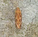 Macramé Moth - Hodges#2771 - photo 4