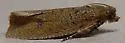 Phaecasiophora inspersa - Hodges#2773