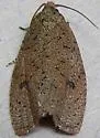 Phaecasiophora inspersa - Hodges#2773 - photo 2