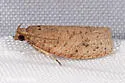 Phaecasiophora inspersa - Hodges#2773 - photo 3