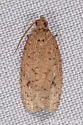 Phaecasiophora inspersa - Hodges#2773 - photo 4